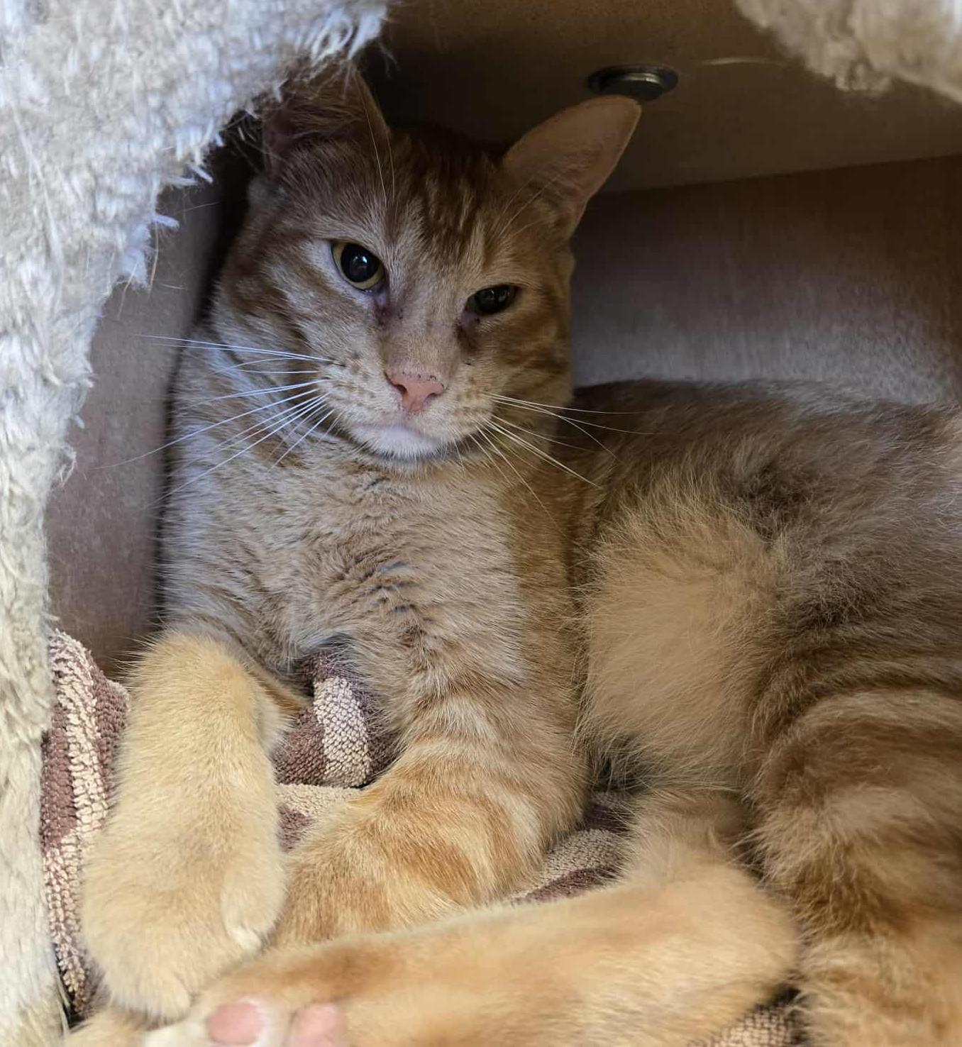 Augustus, a Adoptable Domestic Short Hair in Larned, KS image 4/4