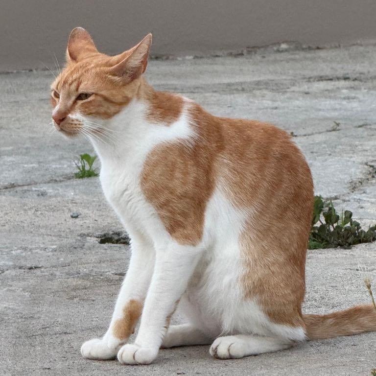 Milo the orange tabby