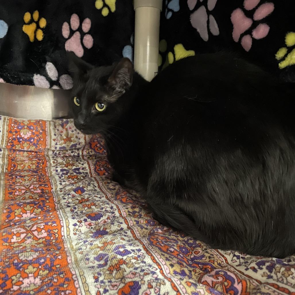 Izzy, Adoptable, Adult Female Domestic Short Hair.