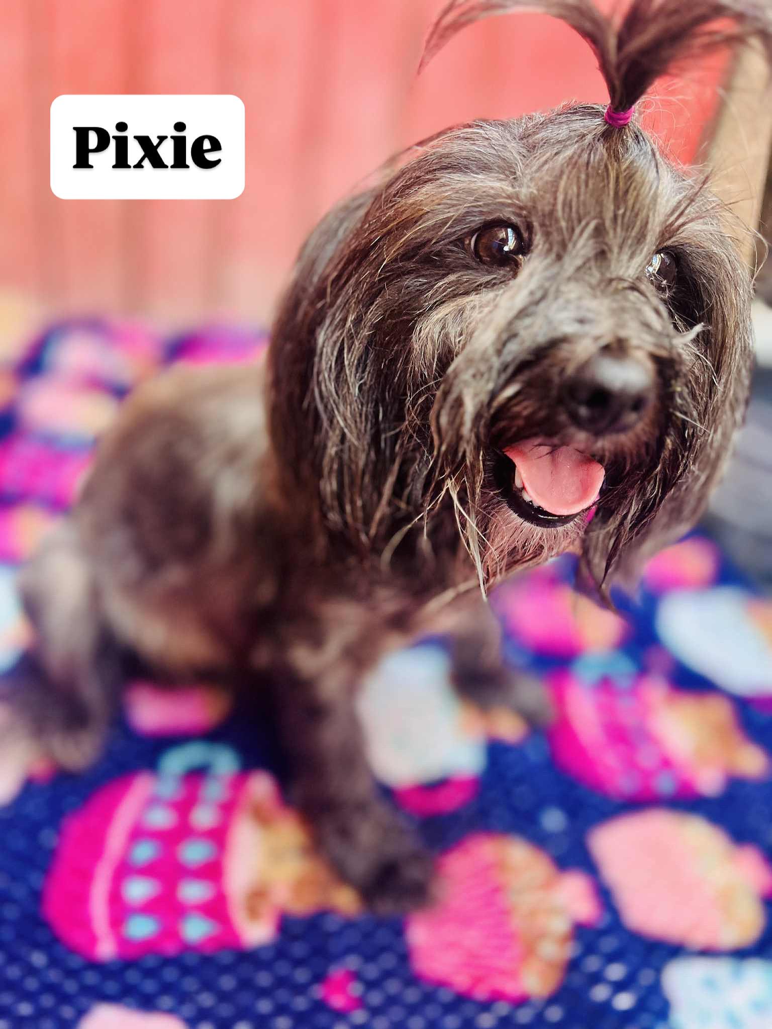 Pixie, an adopted Yorkshire Terrier in Rancho Santa Fe, CA image 4/4