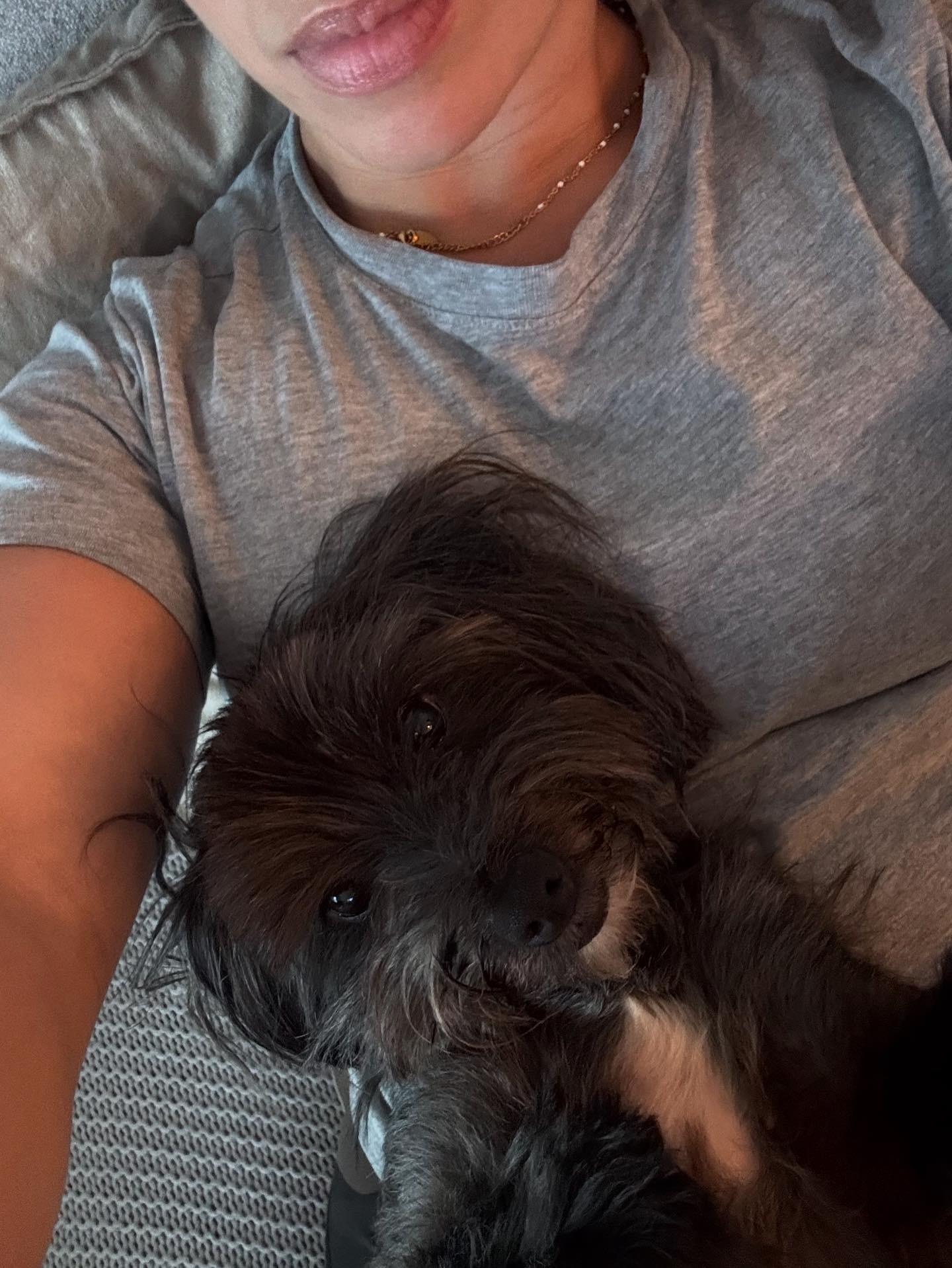 Pixie, an adopted Yorkshire Terrier in Rancho Santa Fe, CA image 2/4