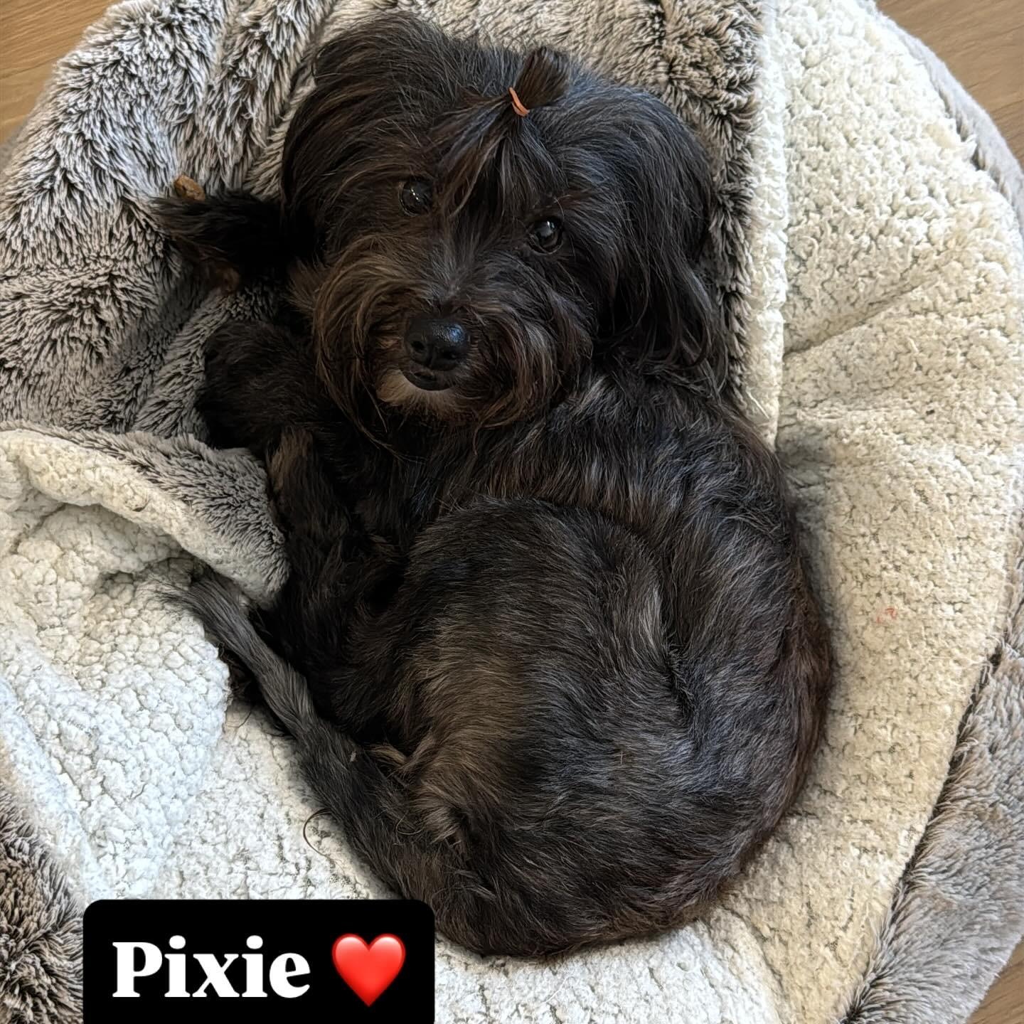 Pixie, an adopted Yorkshire Terrier in Rancho Santa Fe, CA image 1/4