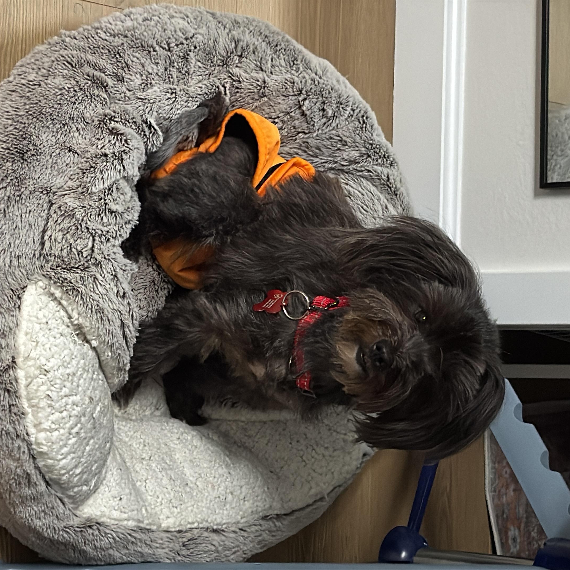 Pixie, an adopted Yorkshire Terrier in Rancho Santa Fe, CA image 3/4