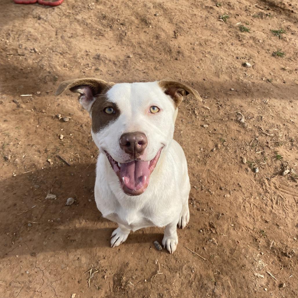 Enlarge Gigi, a Adoptable mixed breed in Stillwater, OK image 1/4