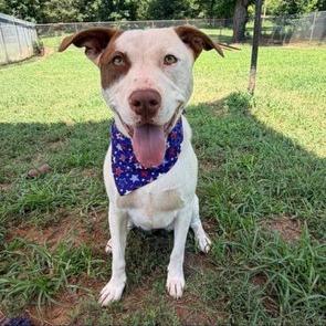 Enlarge Gigi, a Adoptable mixed breed in Stillwater, OK image 2/5