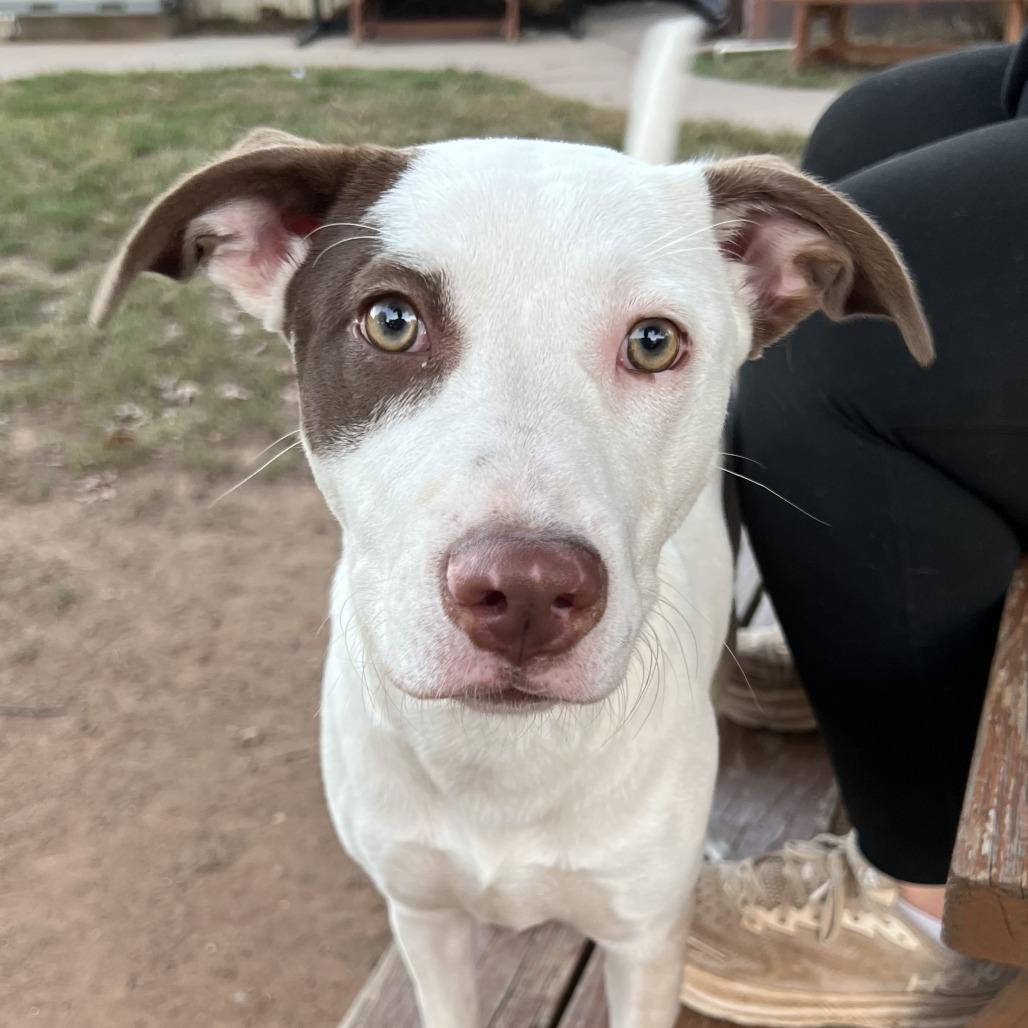 Enlarge Gigi, a Adoptable mixed breed in Stillwater, OK image 1/1