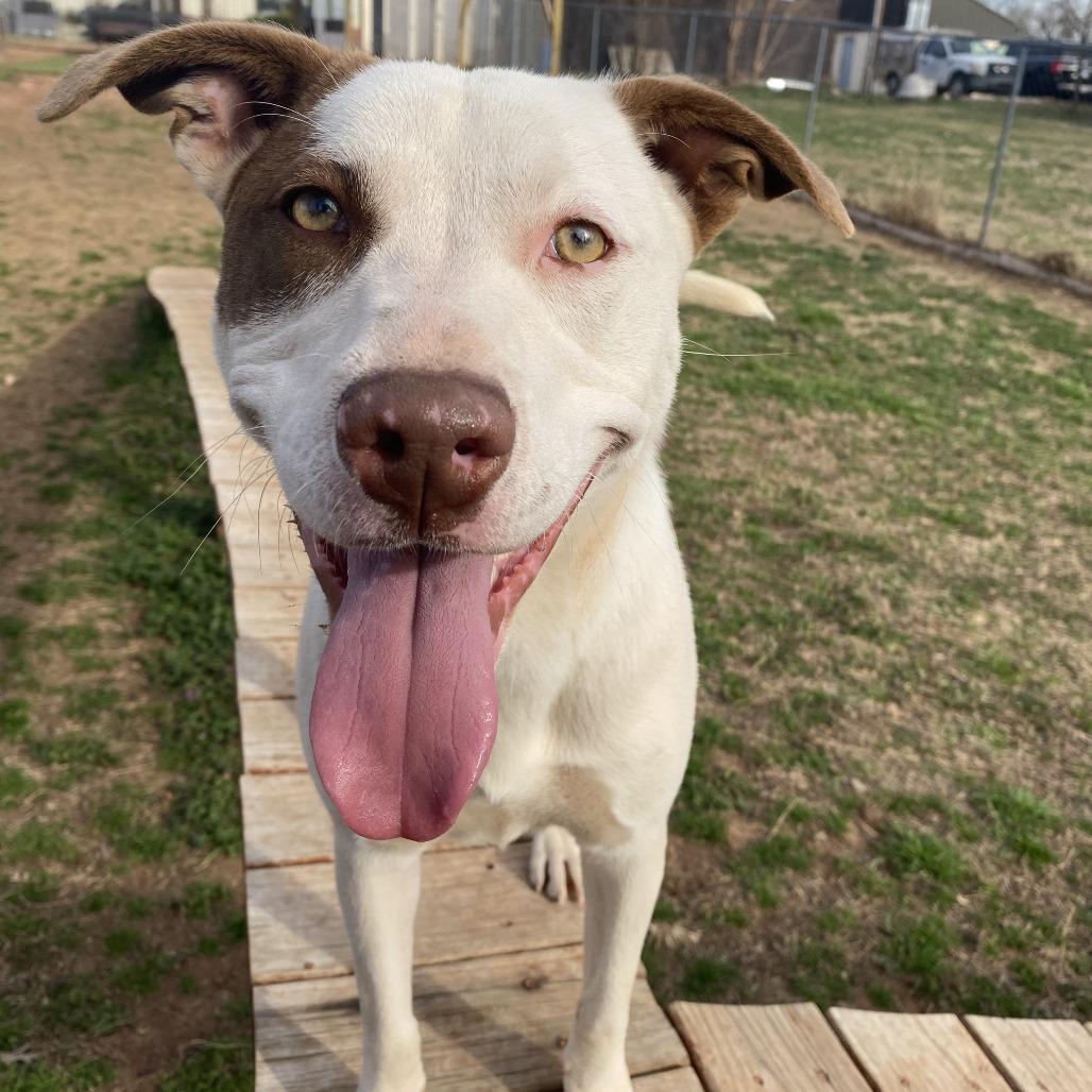 Enlarge Gigi, a Adoptable mixed breed in Stillwater, OK image 3/4