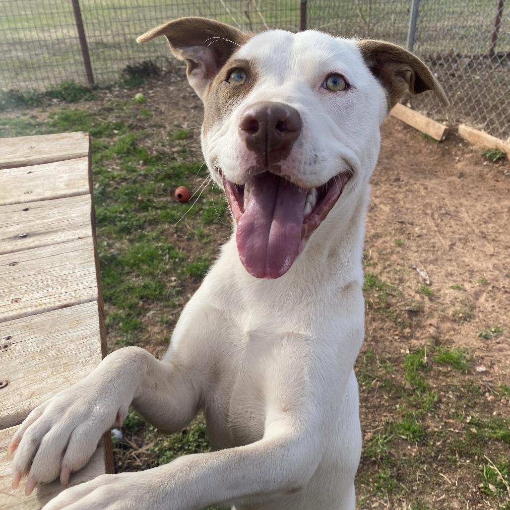Enlarge Gigi, a Adoptable mixed breed in Stillwater, OK image 4/4