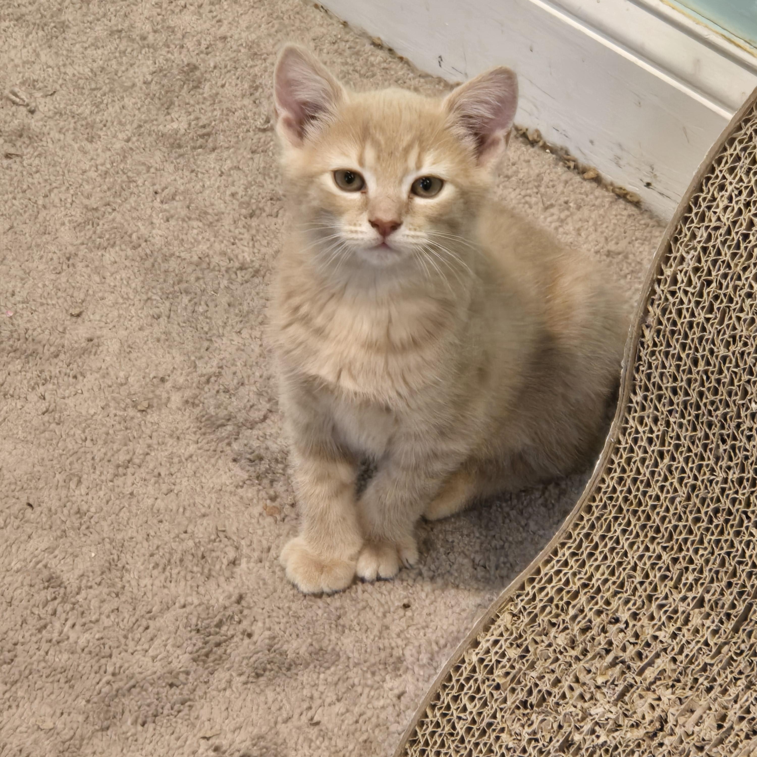 Flynn, Baby Male unknown