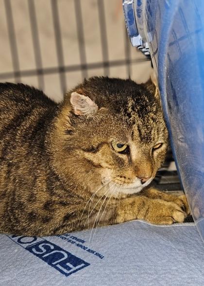 HEMMINGWAY, Adoptable, Adult Male Domestic Short Hair.