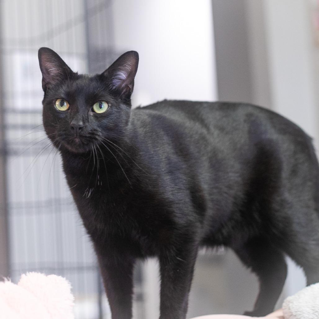 Norwell, Adoptable, Adult Male Domestic Short Hair.
