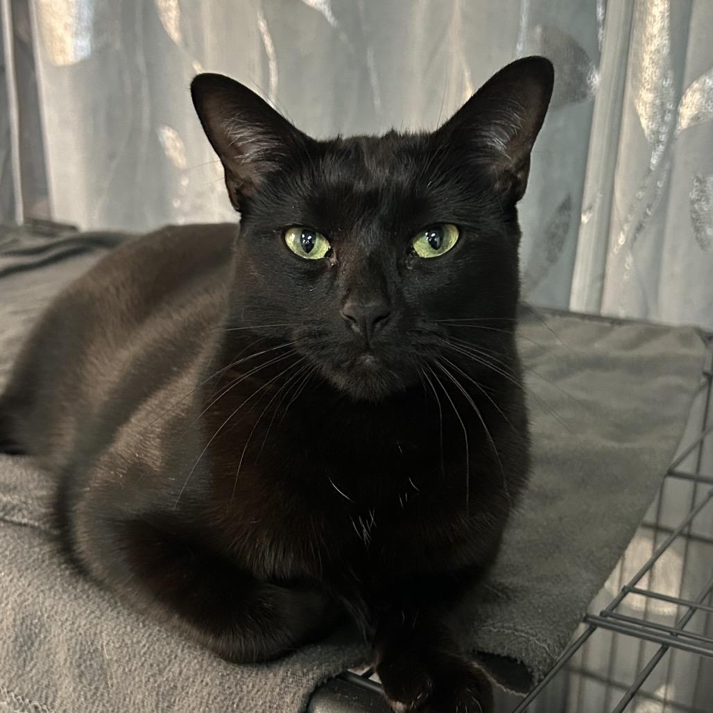 Enlarge Norwell, a Adoptable Domestic Short Hair in Ponte Vedra, FL image 2/3