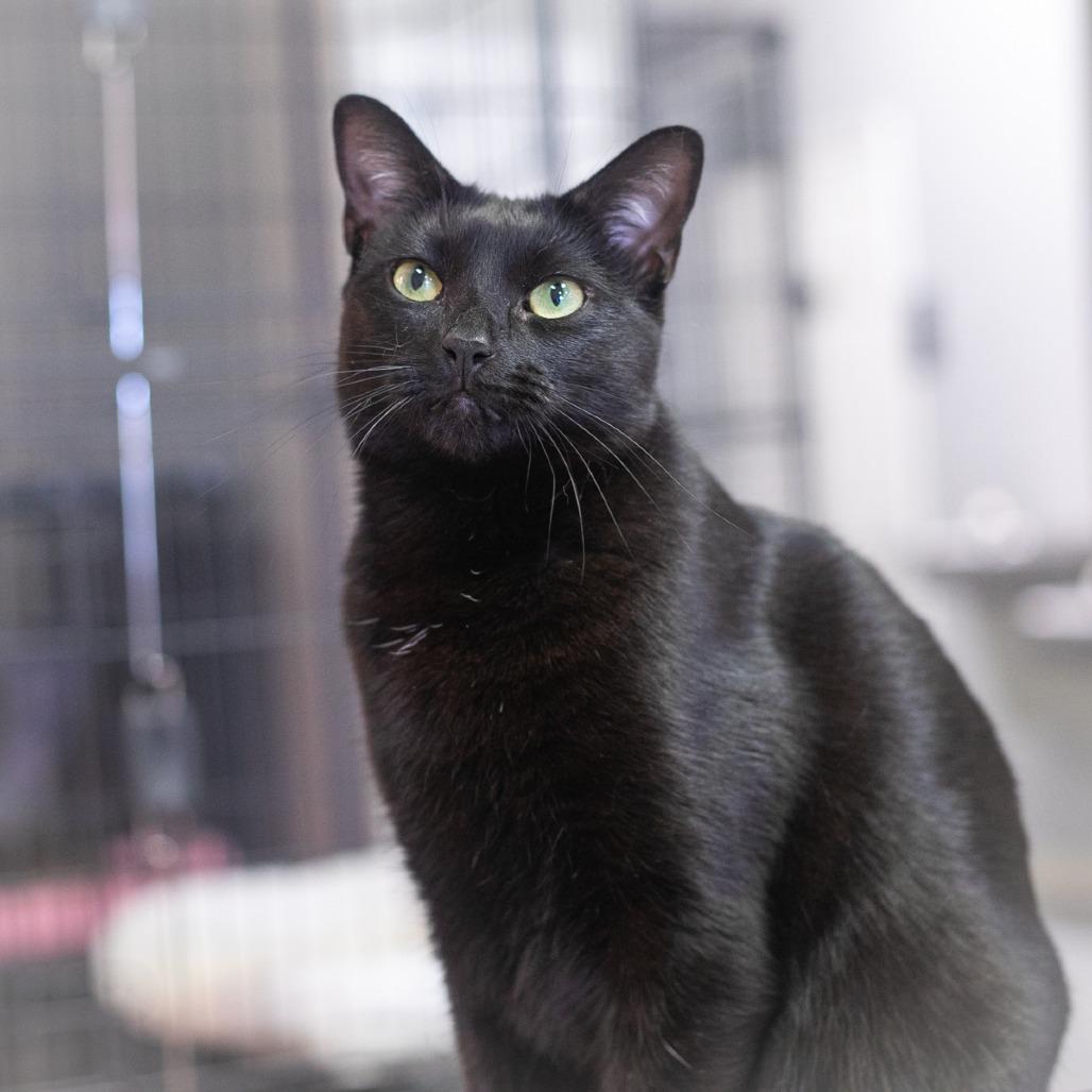 Enlarge Norwell, a Adoptable Domestic Short Hair in Ponte Vedra, FL image 3/3