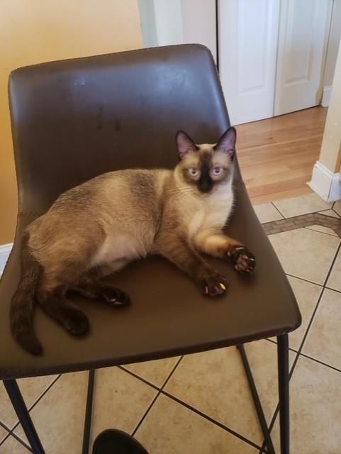 Enlarge Yoko - Stunning Siamese Female, a Adoptable Siamese in Ringoes, NJ image 1/1