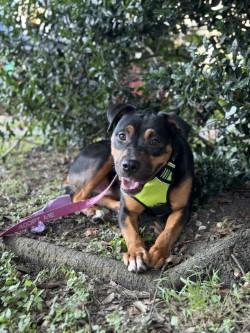 Snoop, Adoptable, Adult Male Pit Bull Terrier & Mixed Breed.