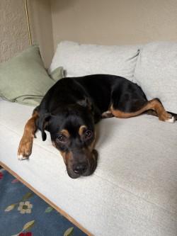 Enlarge Snoop, a Adoptable mixed breed in New Orleans, LA image 2/3