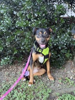 Enlarge Snoop, a Adoptable mixed breed in New Orleans, LA image 3/3