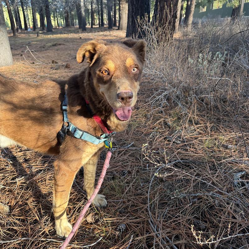 Enlarge Sammy, a ADOPTABLE Mixed Breed in Truckee, CA image 4/4