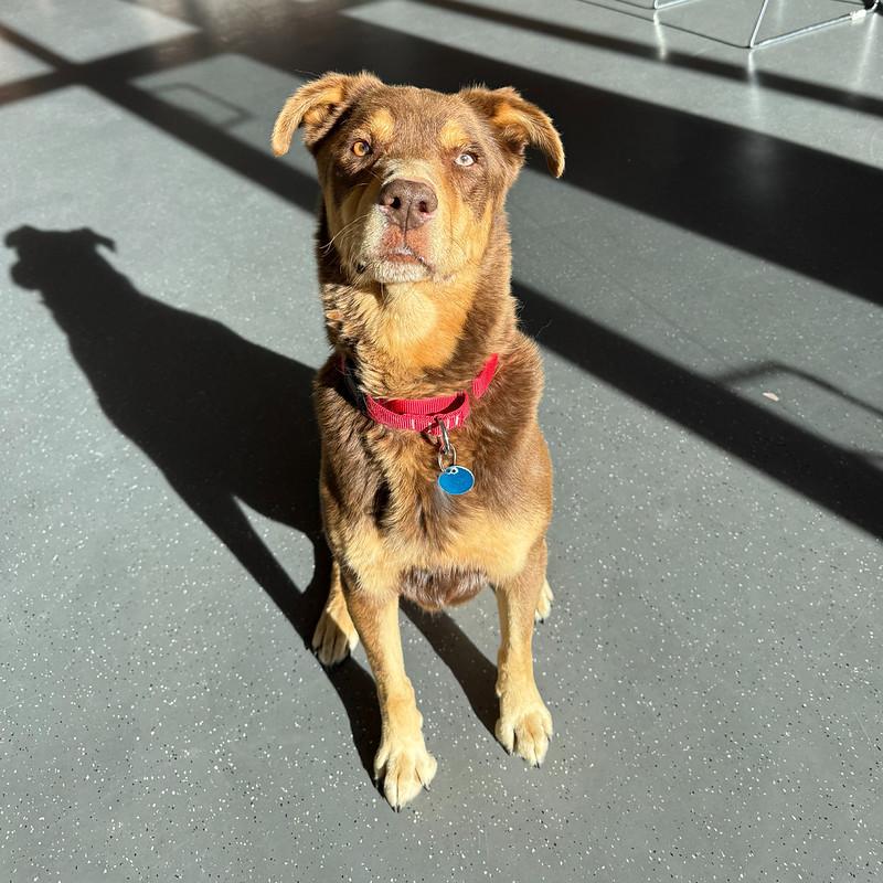 Enlarge Sammy, a ADOPTABLE Mixed Breed in Truckee, CA image 2/4