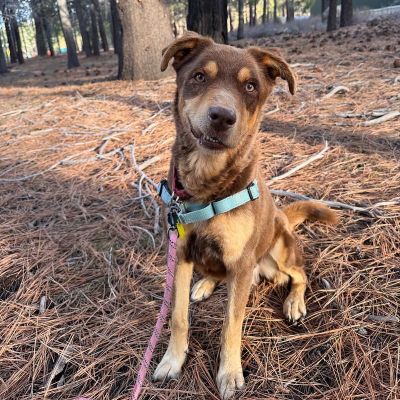Sammy, ADOPTABLE, Adult Male Mixed Breed.