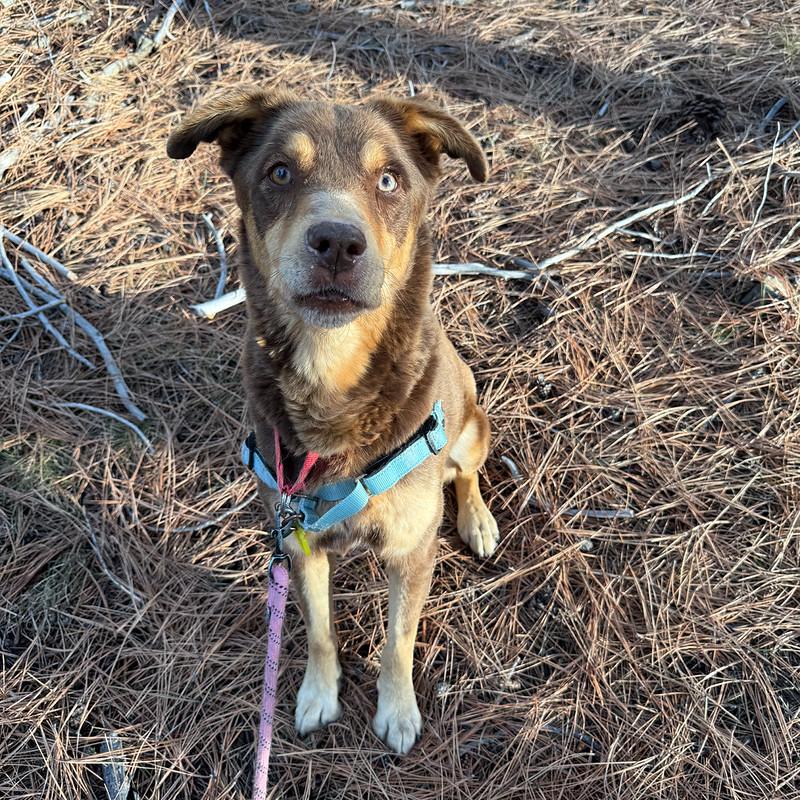 Enlarge Sammy, a ADOPTABLE Mixed Breed in Truckee, CA image 3/4