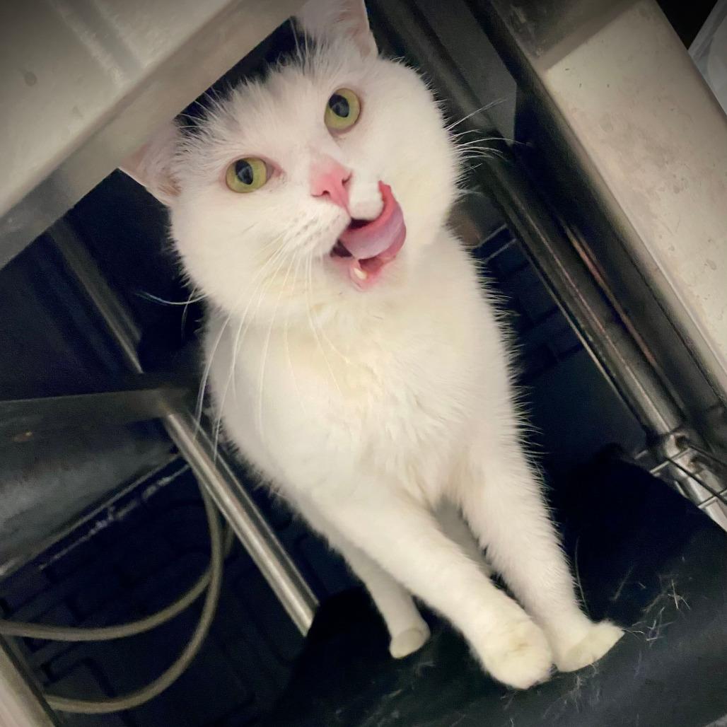 Pancake, a Adoptable Domestic Short Hair in Grand Rapids, MI image 1/4