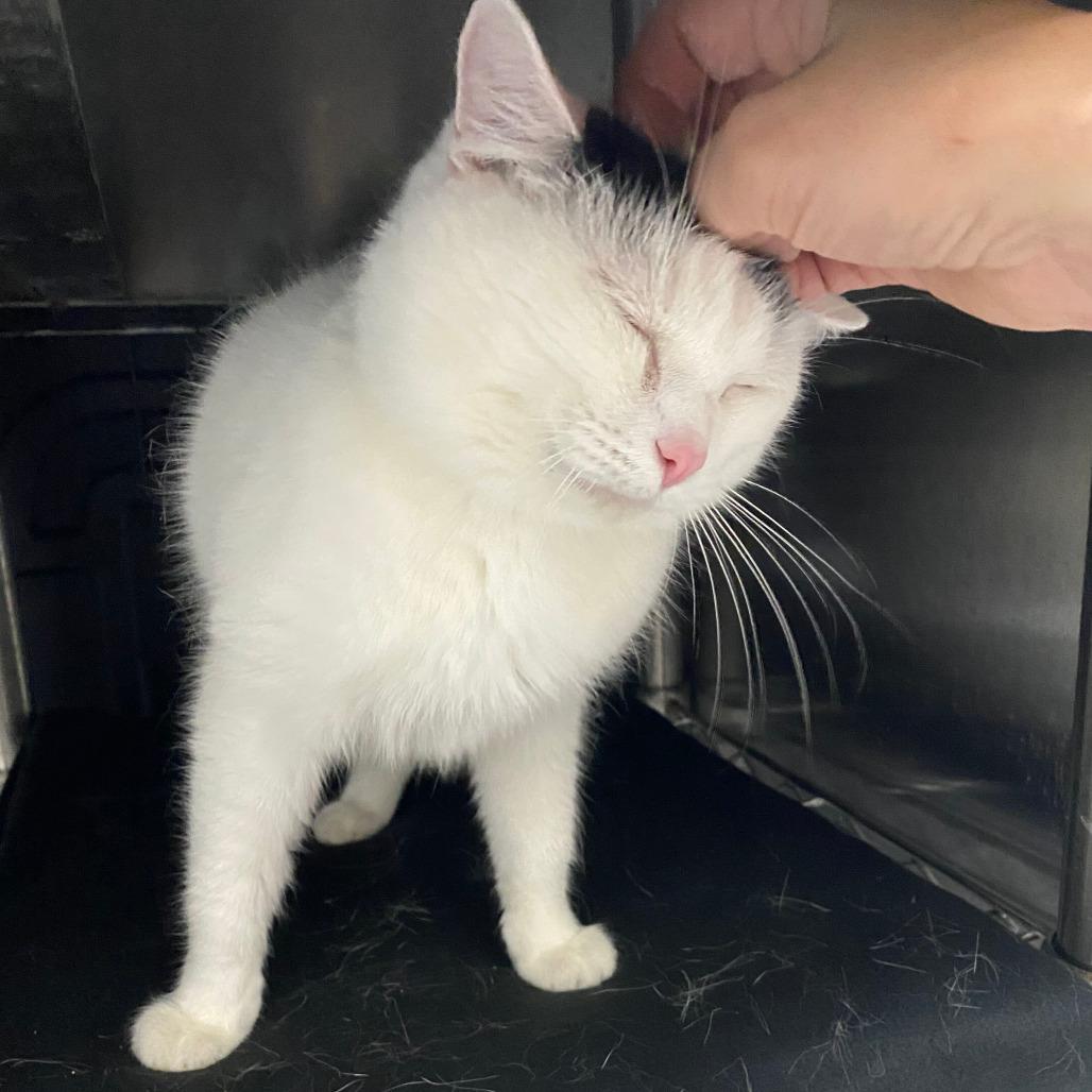 Pancake, a Adoptable Domestic Short Hair in Grand Rapids, MI image 2/4