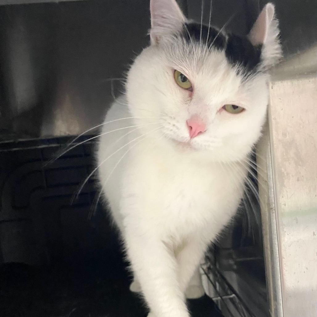 Pancake, a Adoptable Domestic Short Hair in Grand Rapids, MI image 3/4