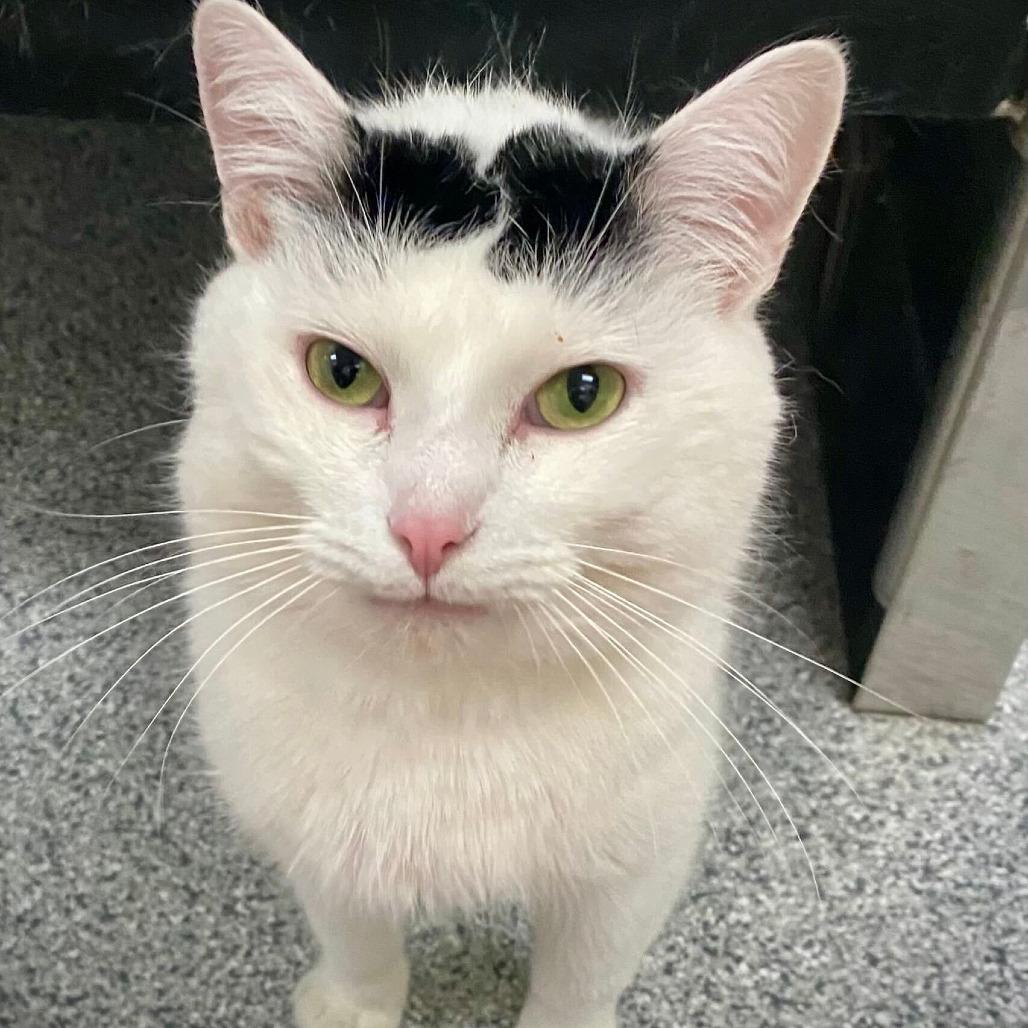 Pancake, a Adoptable Domestic Short Hair in Grand Rapids, MI image 4/4