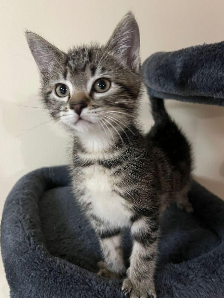 Lion, Adoptable, Young Male Domestic Short Hair.