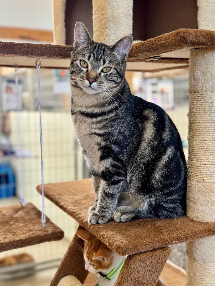 Enlarge Lion, a Adoptable Domestic Short Hair in McPherson, KS image 2/4
