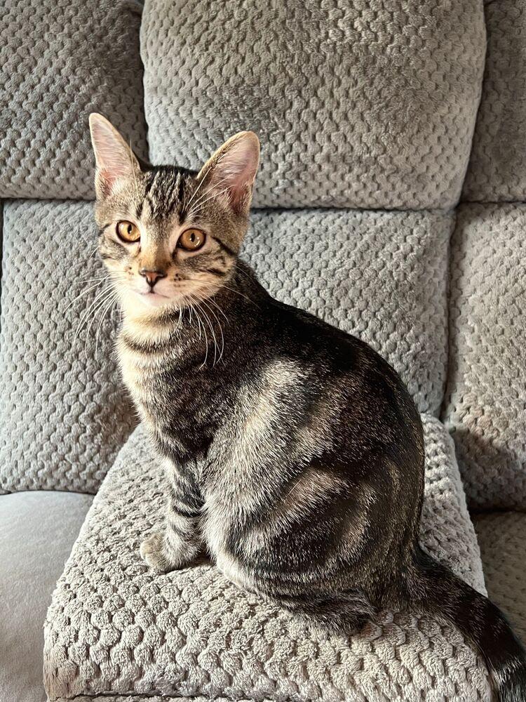 Enlarge Lion, a Adoptable Domestic Short Hair in McPherson, KS image 3/4