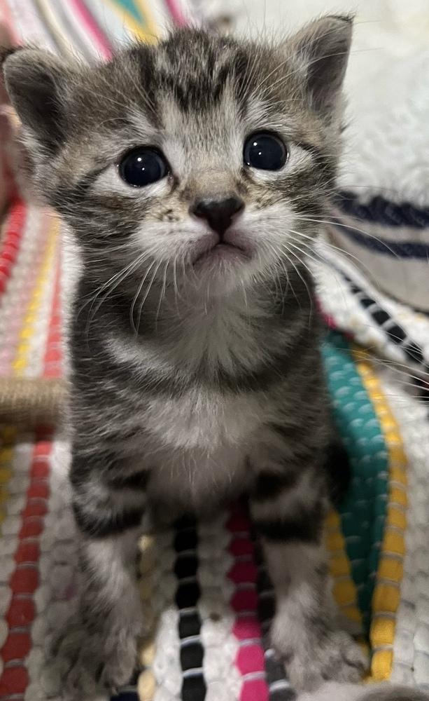 Enlarge Lion, a Adoptable Domestic Short Hair in McPherson, KS image 4/4