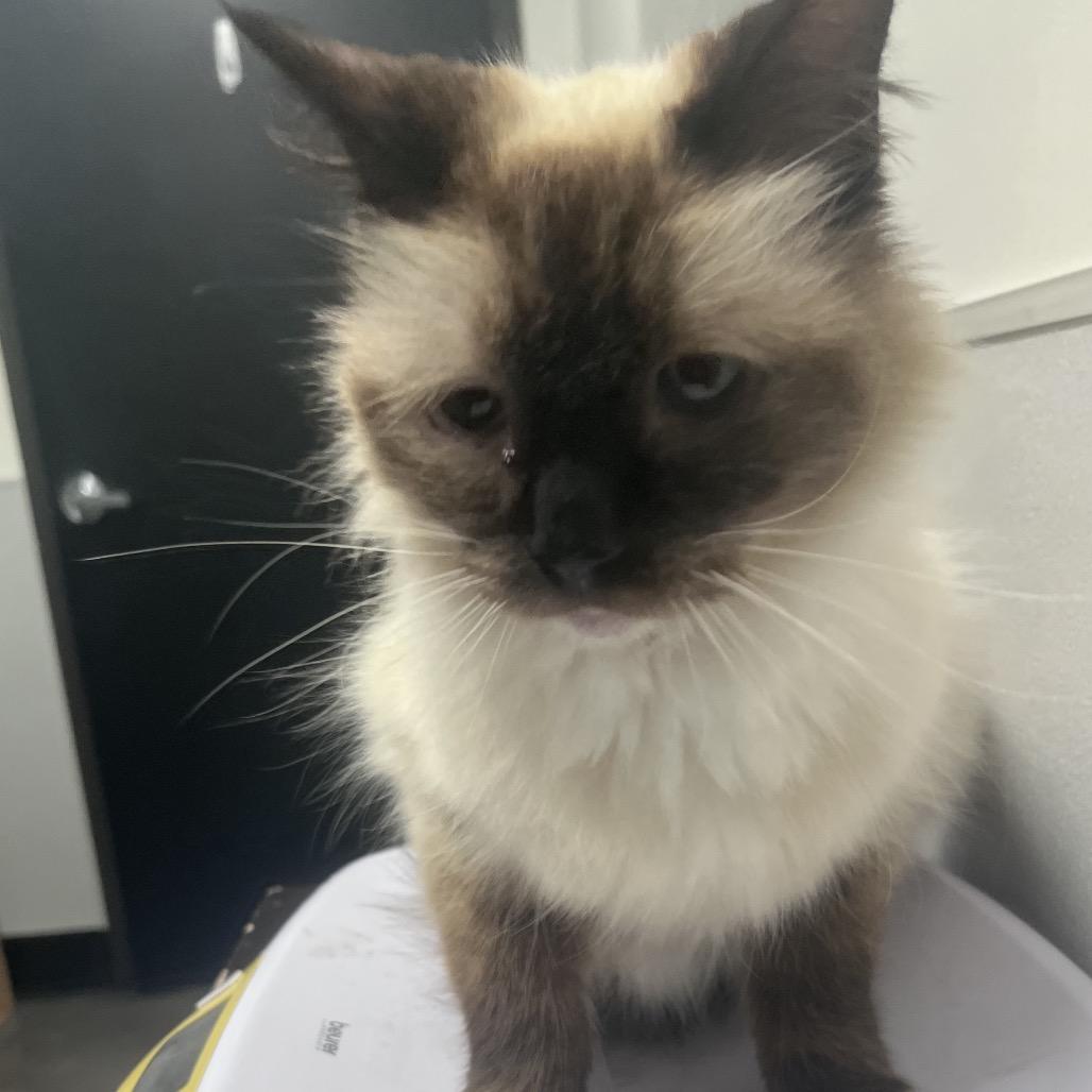 Hudson, Adoptable, Senior Male Ragdoll.