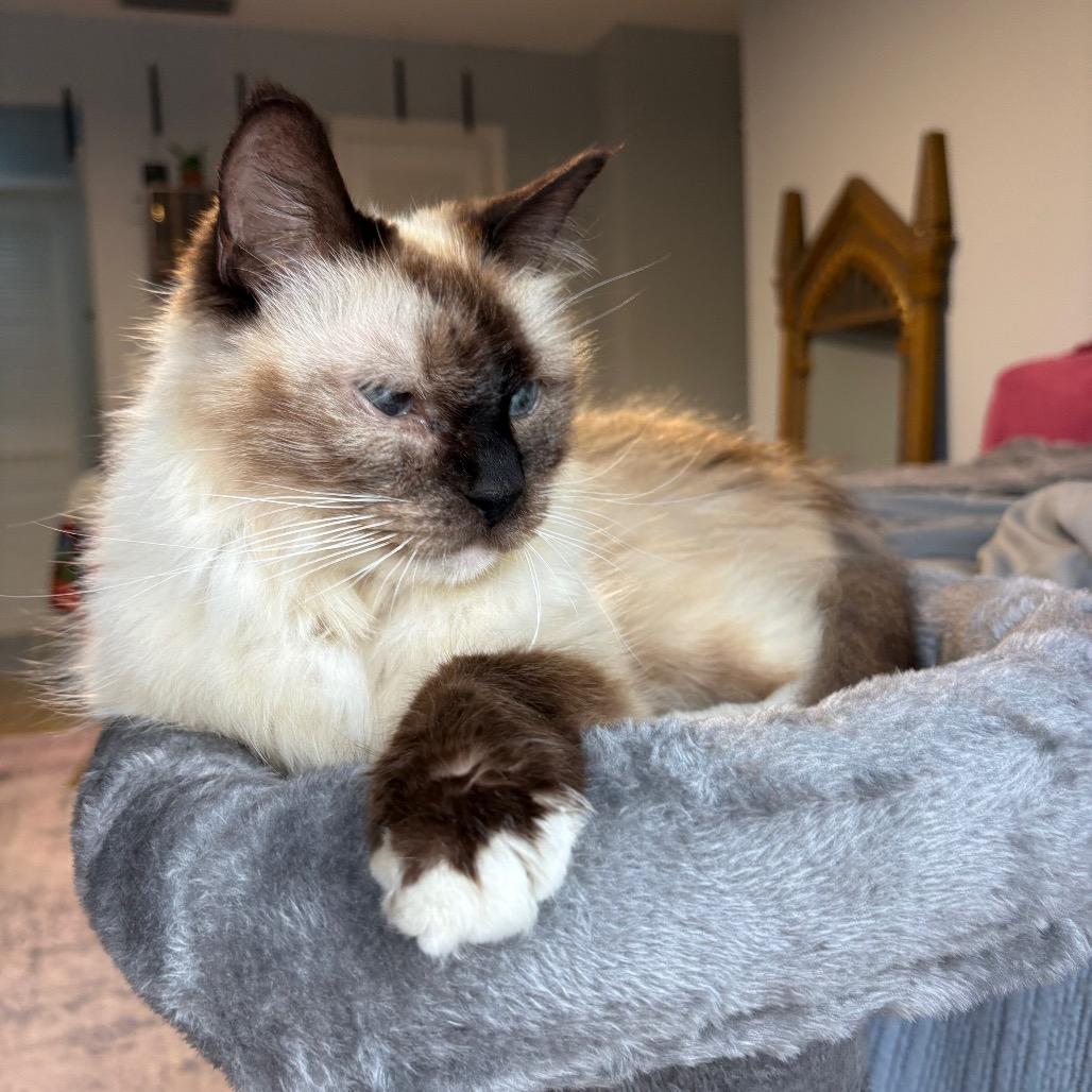 Enlarge Hudson, a Adoptable Ragdoll in Tampa, FL image 2/3