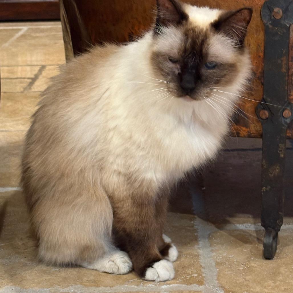 Enlarge Hudson, a Adoptable Ragdoll in Tampa, FL image 3/3