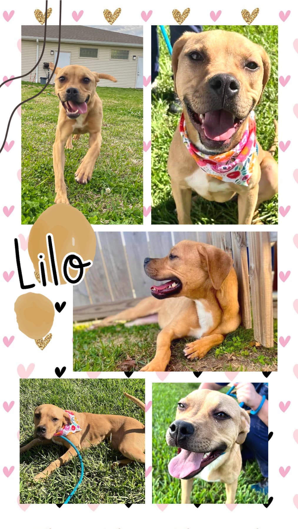 Lilo, Adoptable, Young Female Black Mouth Cur & Pit Bull Terrier.