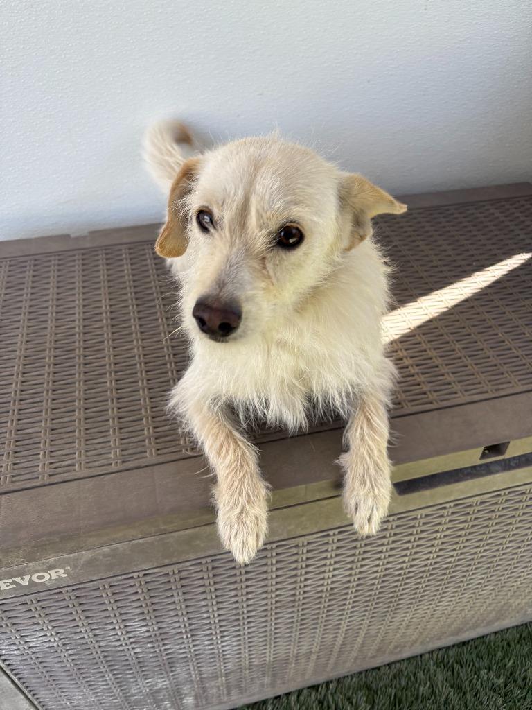 Enlarge Luna, a Adoptable mixed breed in Newman, CA image 1/3