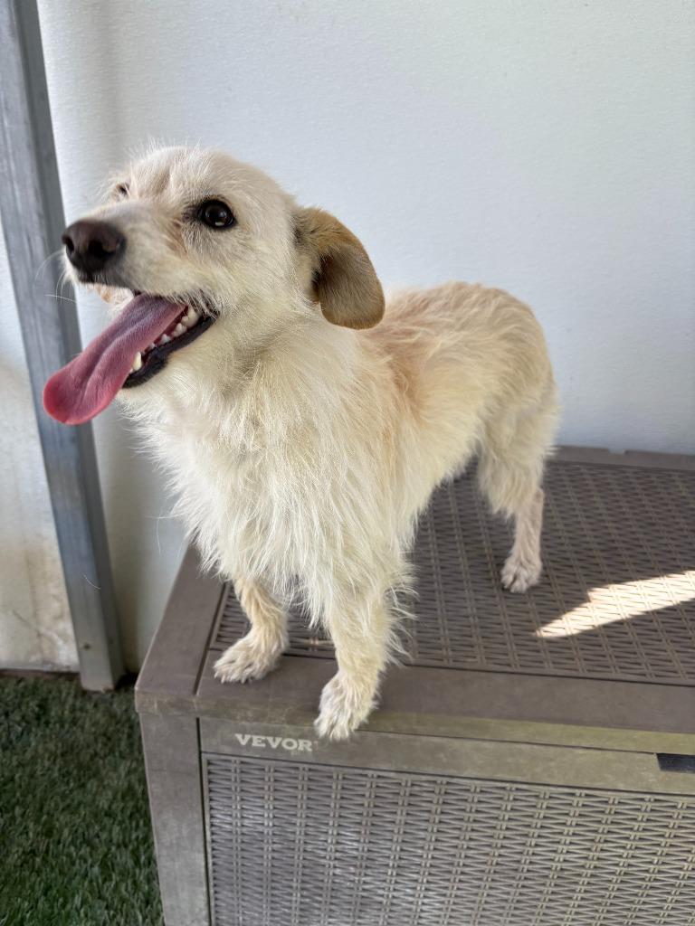 Enlarge Luna, a Adoptable mixed breed in Newman, CA image 2/3