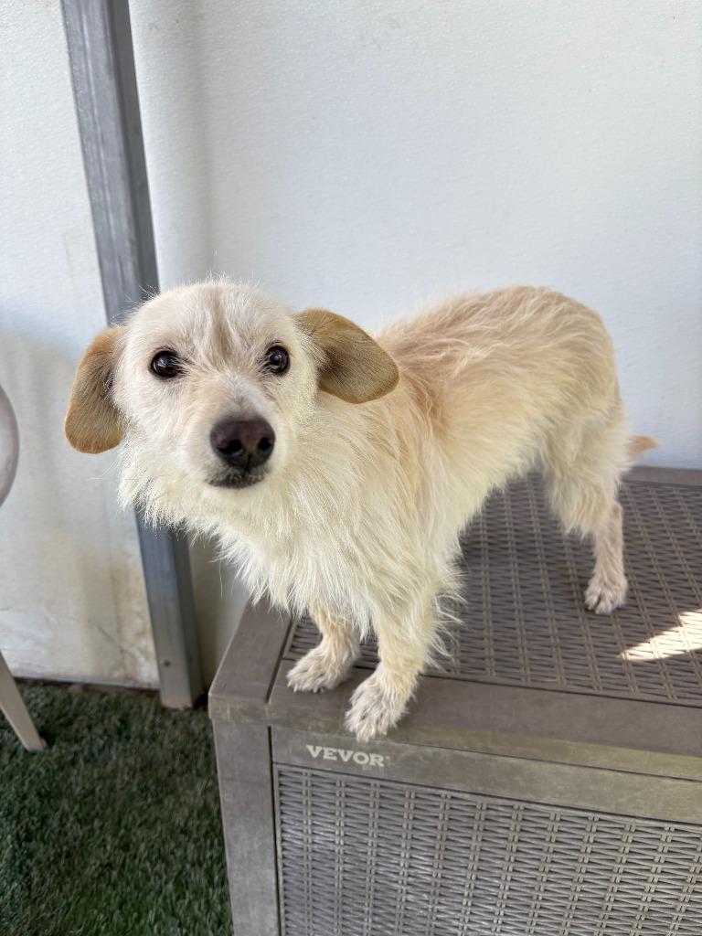 Enlarge Luna, a Adoptable mixed breed in Newman, CA image 3/3