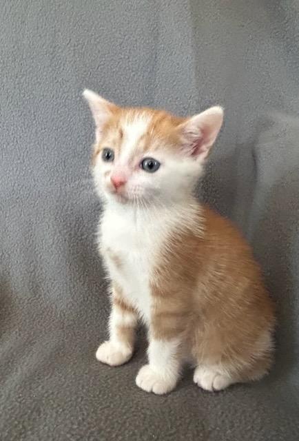 Mumble, Adoptable, Kitten Male Domestic Short Hair.