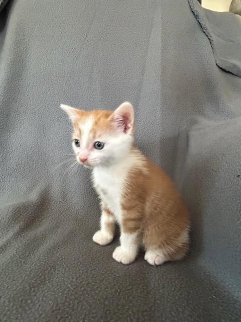Enlarge Mumble, a Adoptable Domestic Short Hair in Nashville, TN image 2/3