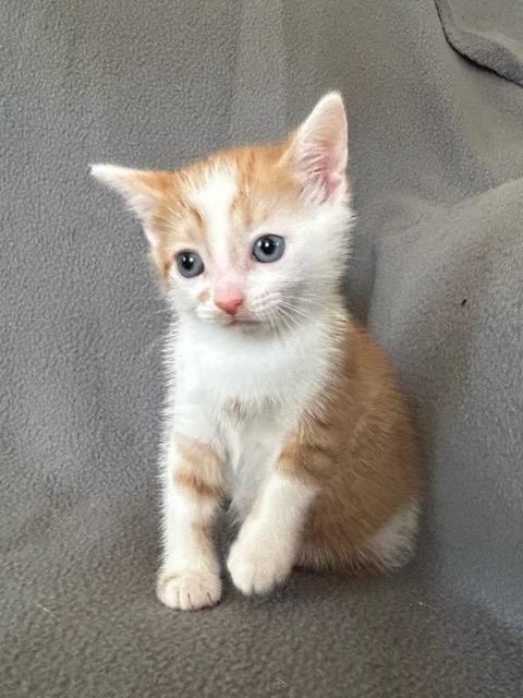 Enlarge Mumble, a Adoptable Domestic Short Hair in Nashville, TN image 3/3