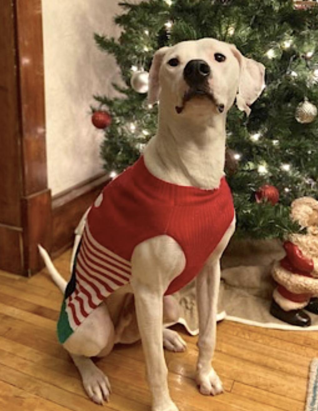 Heineken, an adoptable Pointer, American Bulldog in Bend, OR, 97707 | Photo Image 5