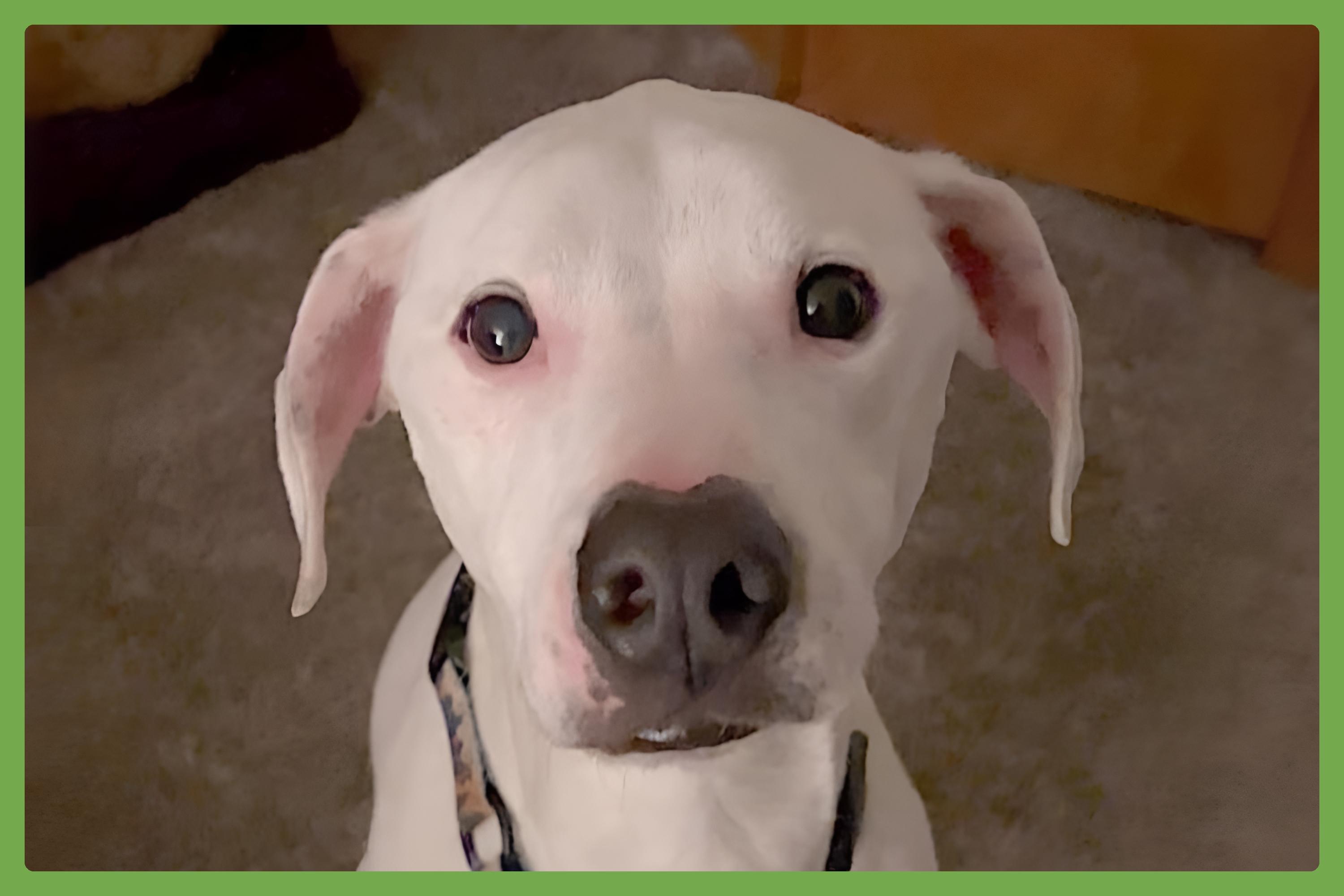 Heineken, an adoptable Pointer, American Bulldog in Bend, OR, 97707 | Photo Image 1
