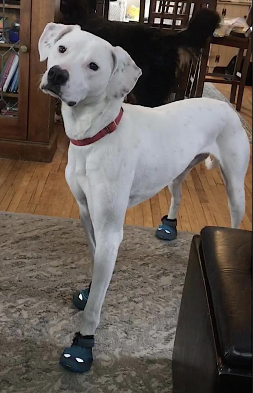 Heineken, an adoptable Pointer, American Bulldog in Bend, OR, 97707 | Photo Image 2