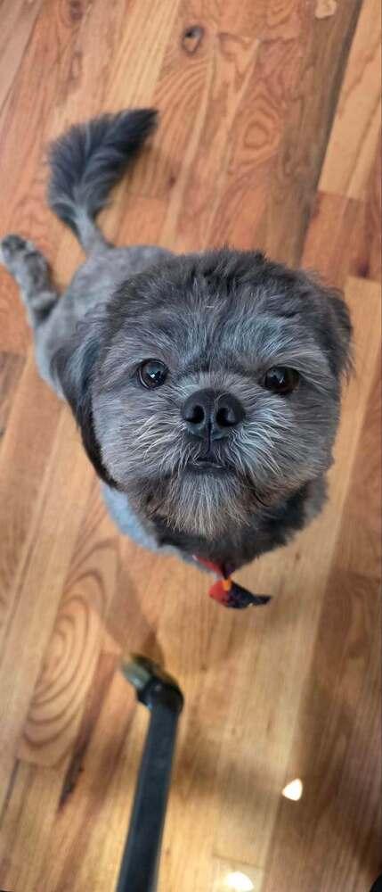 Enlarge Cannoli, a Adoptable mixed breed in Wayne, NJ image 1/1