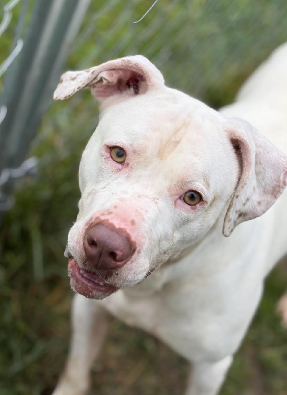 Enlarge Bruno, a Adoptable Mixed Breed in Hazard, KY image 2/3
