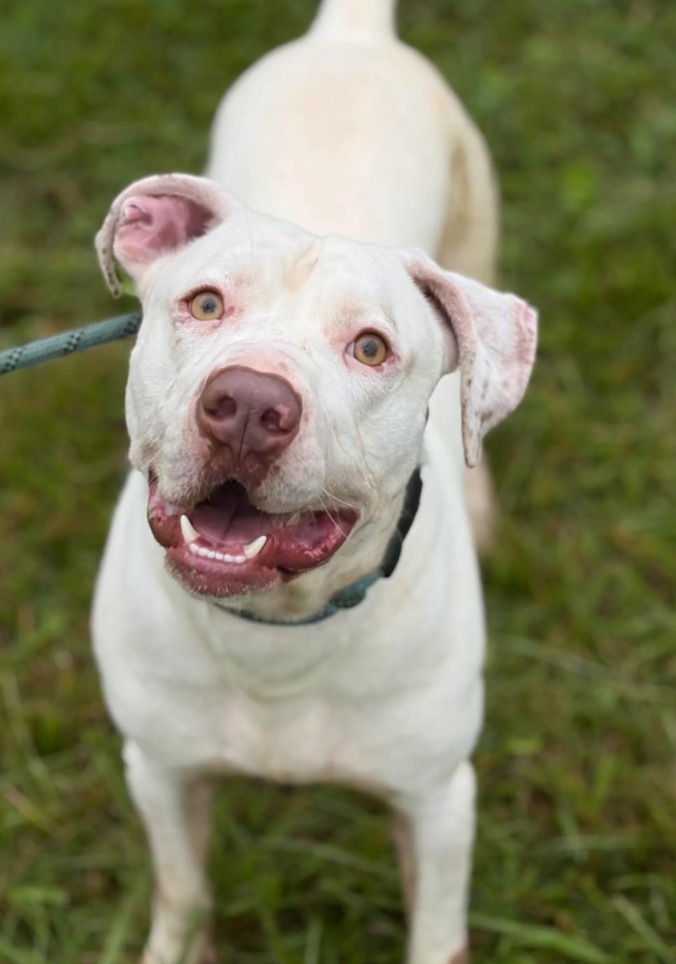 Enlarge Bruno, a Adoptable Mixed Breed in Hazard, KY image 1/3