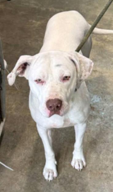 Enlarge Bruno, a Adoptable Mixed Breed in Hazard, KY image 3/3